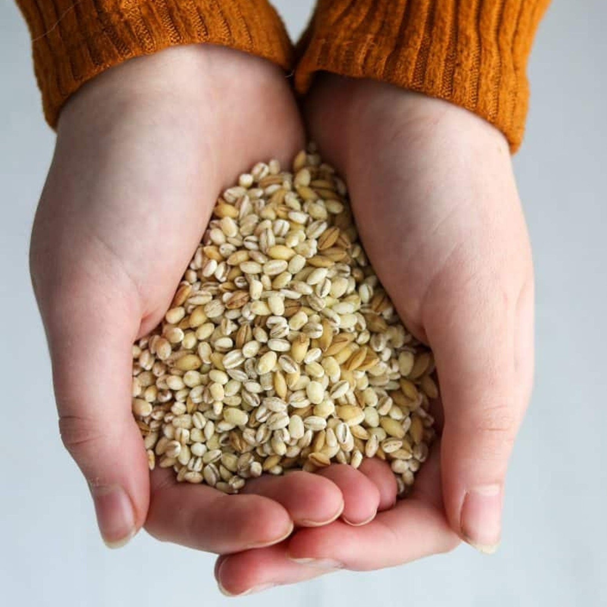 Organic Barley – Fairhaven Mill
