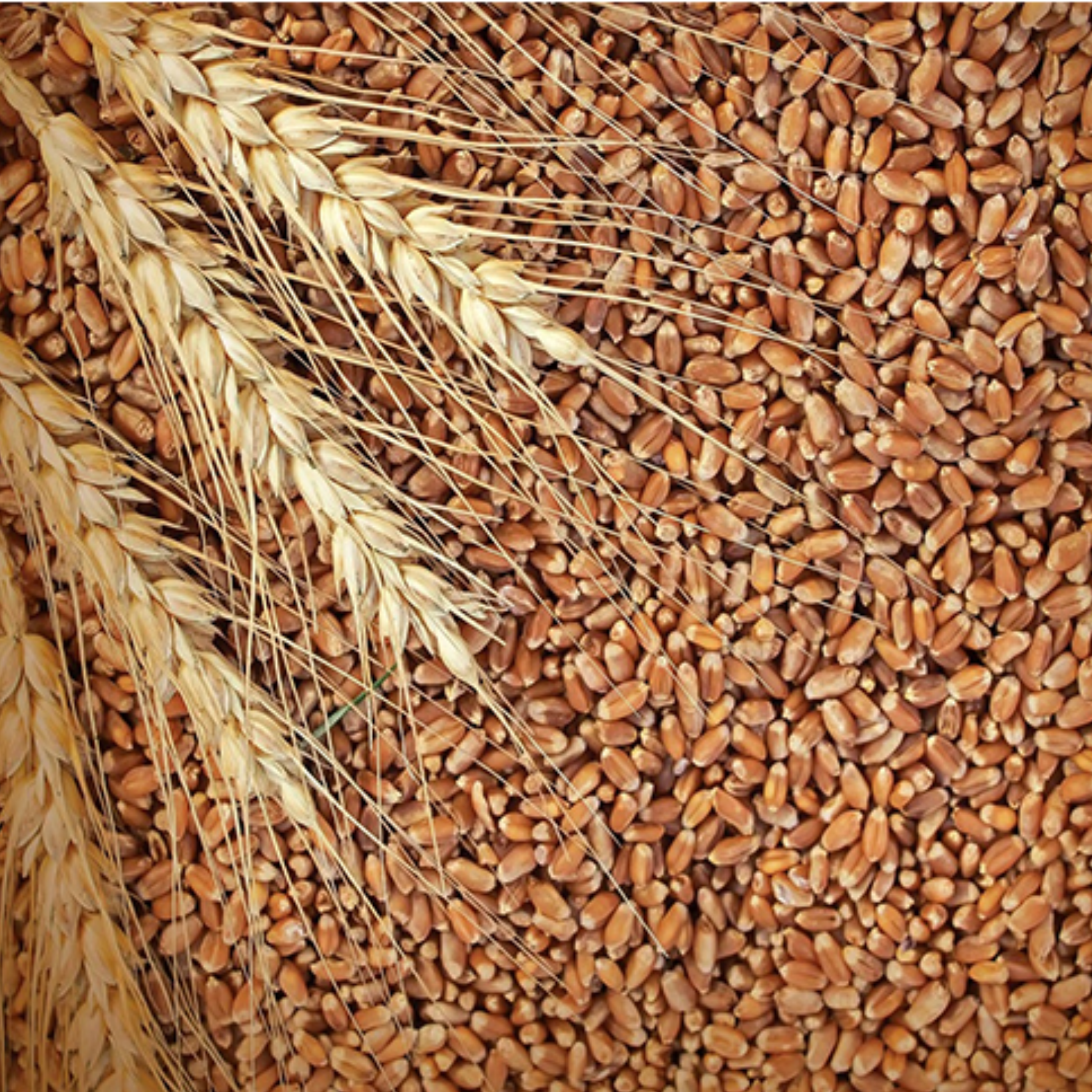 Wheat Grain Png