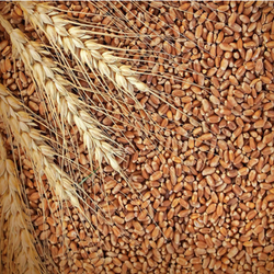 Organic Hard Red Wheat