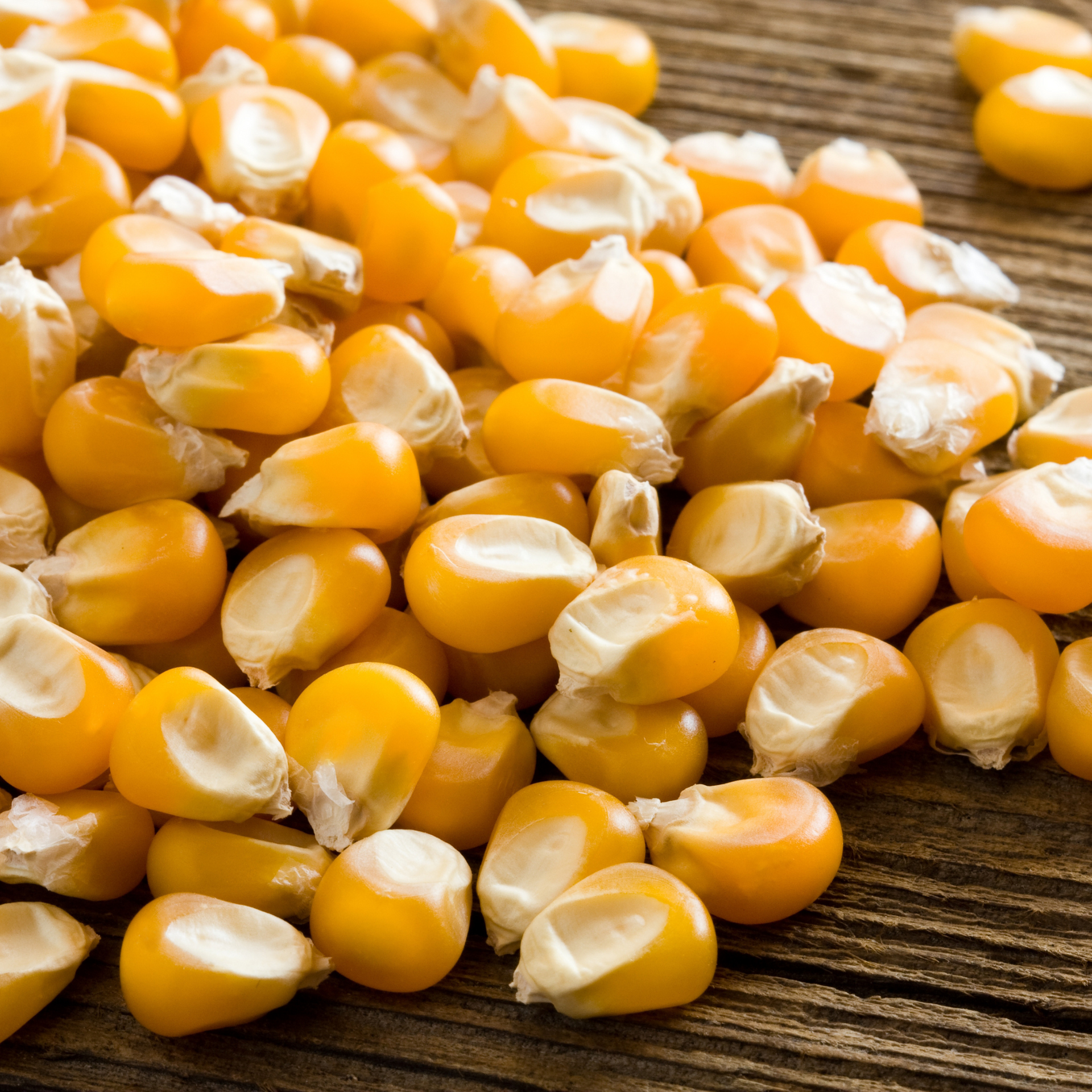 YellowCorn.png?v=1698202887&