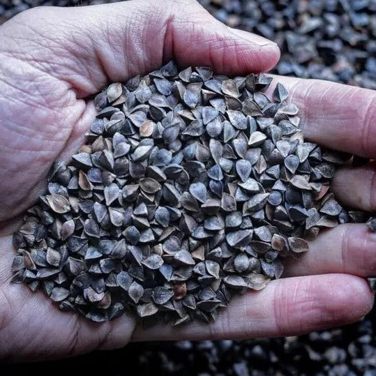 Organic Whole Buckwheat