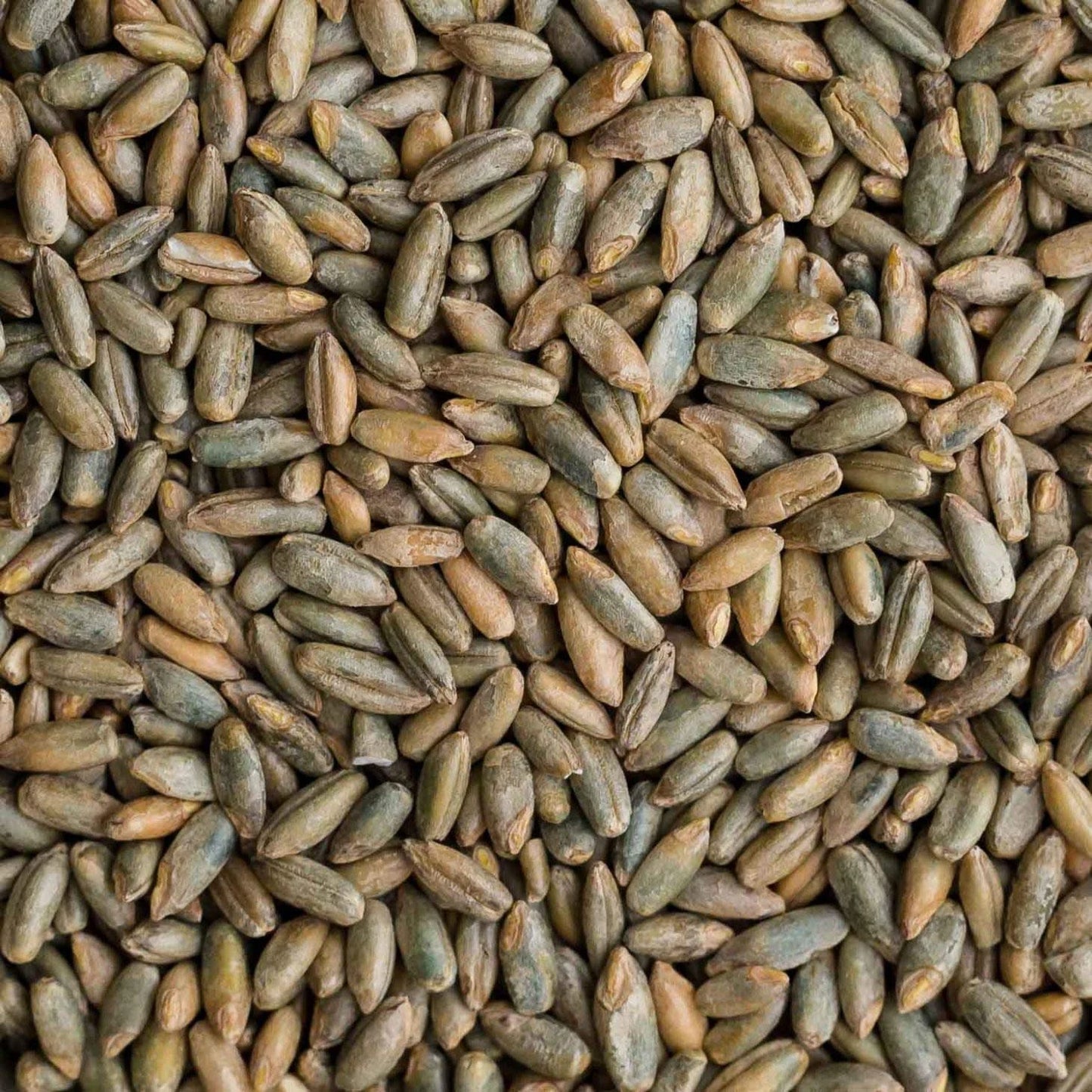Organic Rye